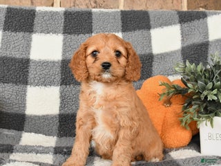 Cavapoo dogs - Ad 42