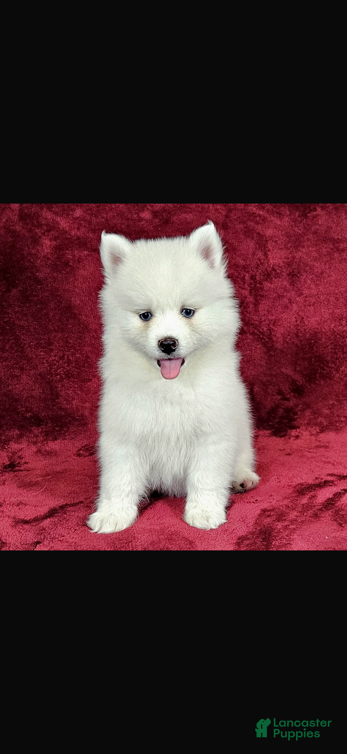 Pomsky dogs Pomsky Puppy 1 - Ad 1
