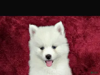 Pomsky dogs Pomsky Puppy 1 - Ad 16