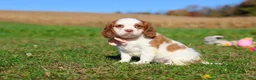 Cavalier King Charles Spaniel dogs for sale: Lola - Ad 8