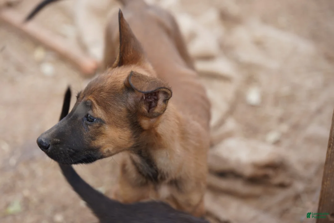 Belgian Malinois dogs for sale: Malinois M 1 - Ad 2