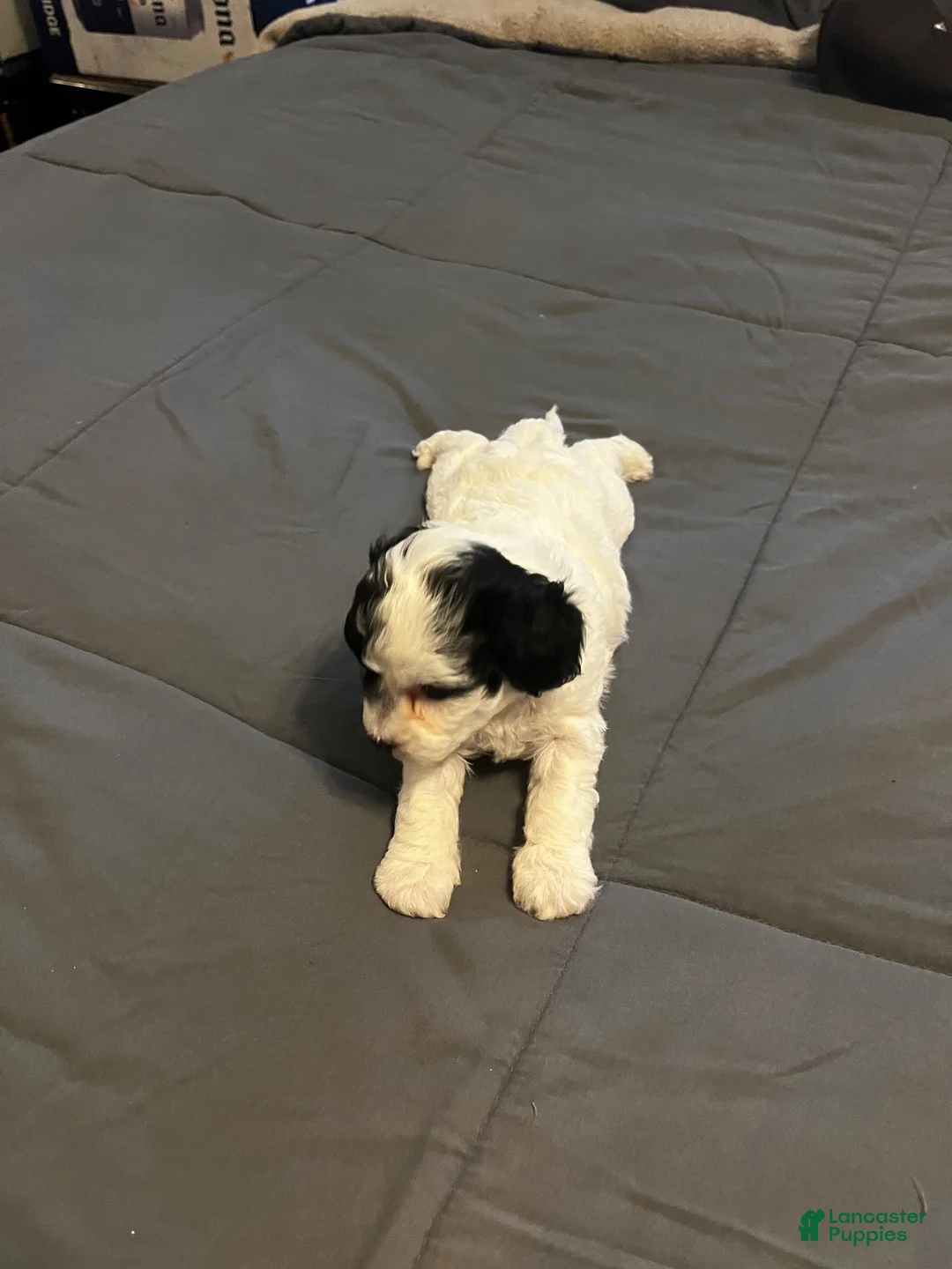 Toy Poodle dogs for sale: Baby Chloe - Ad 1