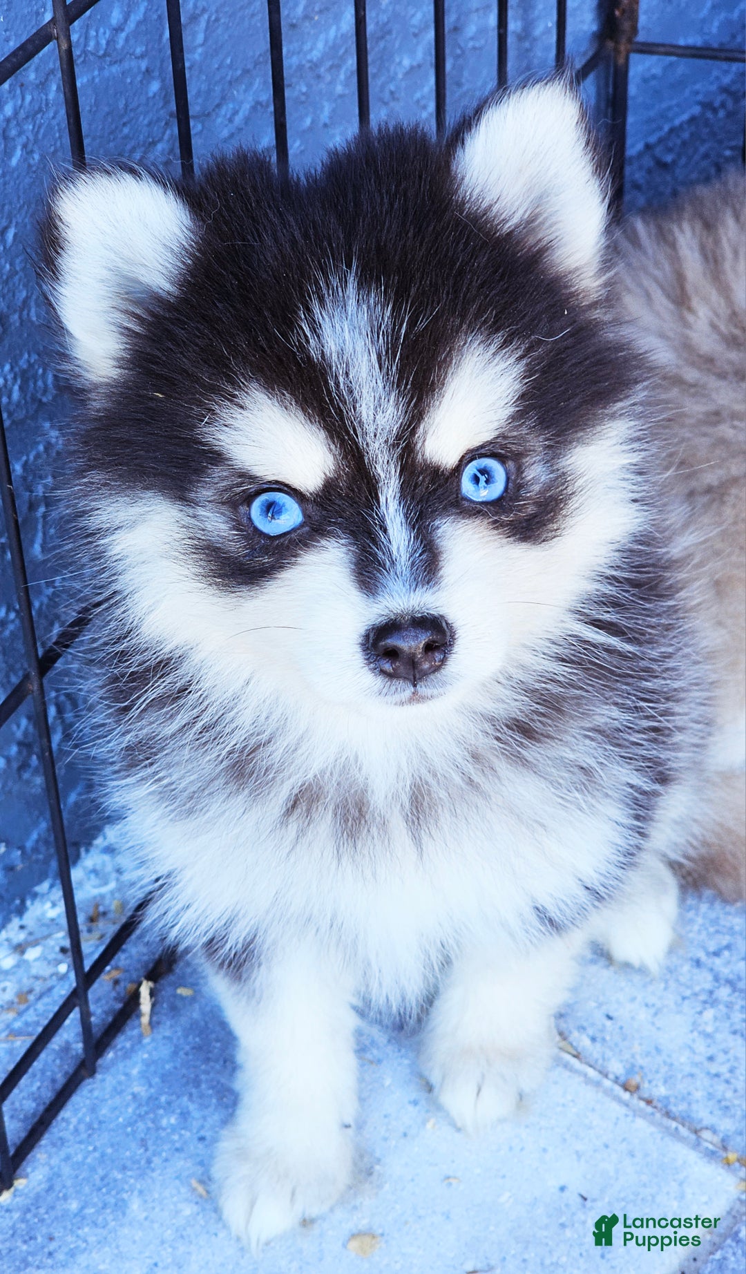 Pomsky dogs for sale: Jasper - Ad 2
