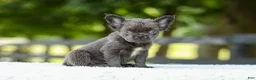 French Bulldog dogs for sale: Kate - Ad 4