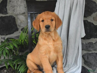 Golden Retriever dogs - Ad 41