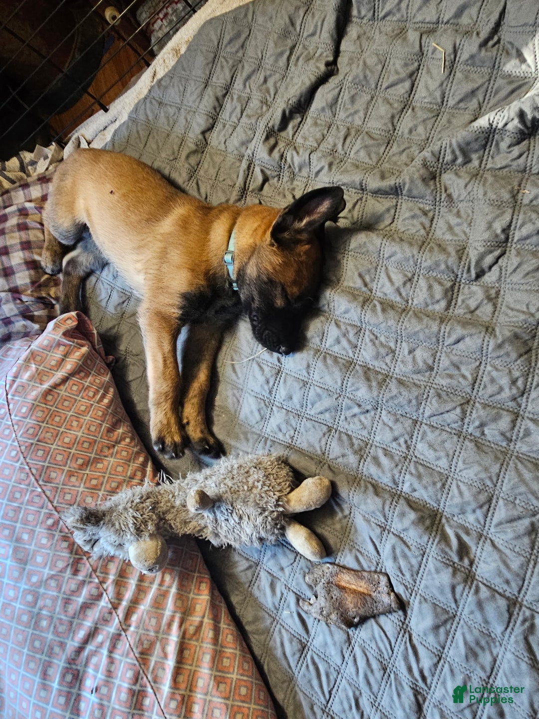 Belgian Malinois dogs for sale: Light Blue - Ad 10