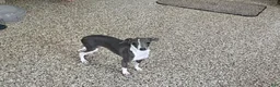 Italian Greyhound dogs for sale: Sharon - Ad 3