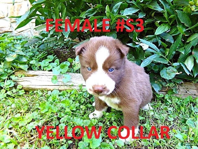 Siberian Husky dogs S3 - Ad 1