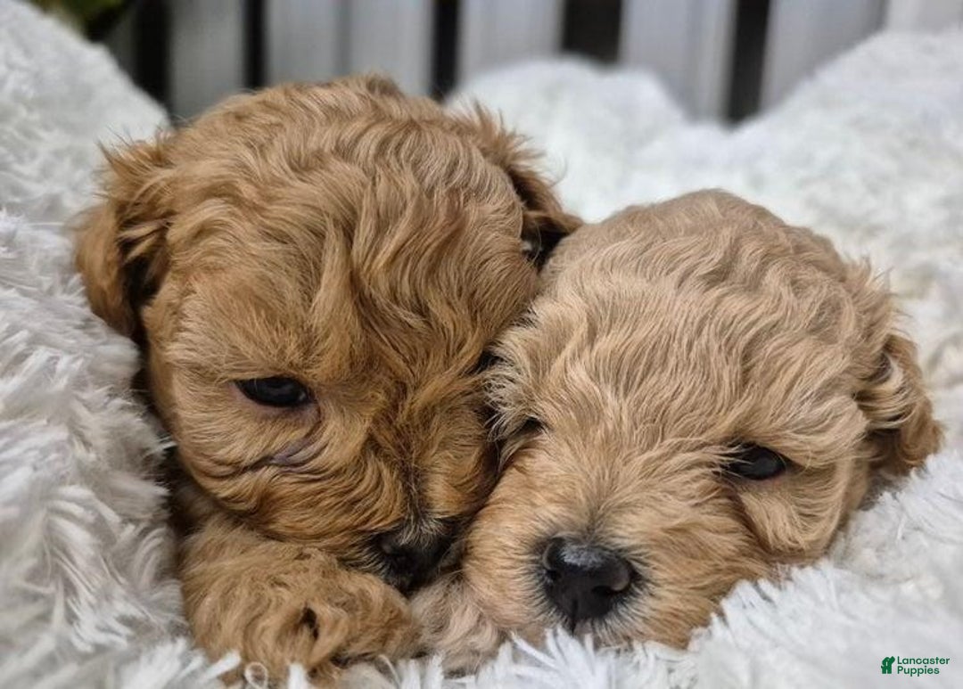 Maltipoo dogs for sale: Billy - Ad 12