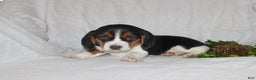 Beagle dogs for sale: Tina - Ad 4