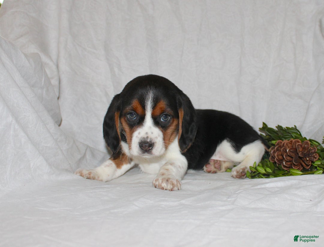 Beagle dogs for sale: Tina - Ad 4