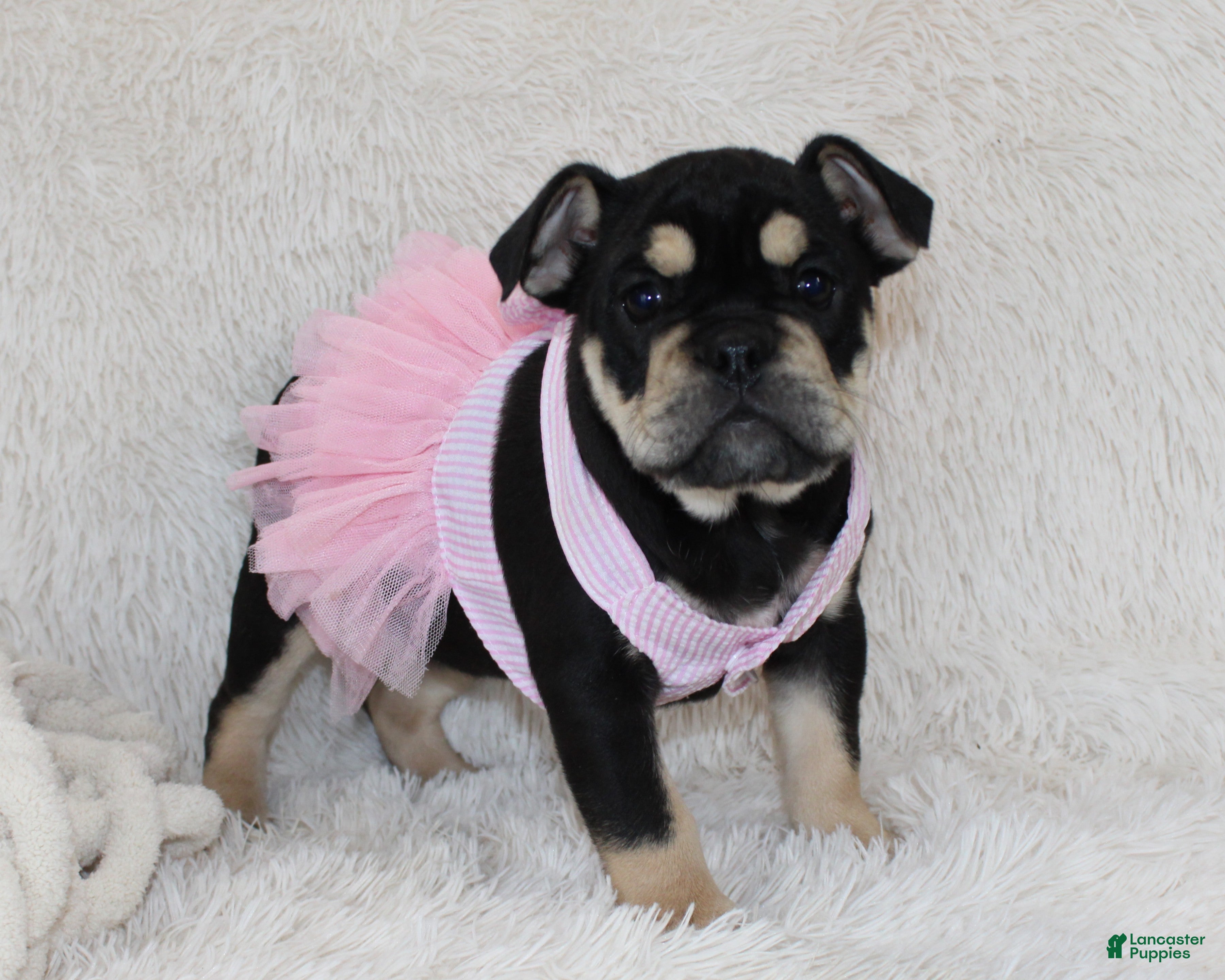 English Bulldog dogs Paris - Ad 42