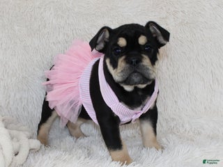 English Bulldog dogs Paris - Ad 42