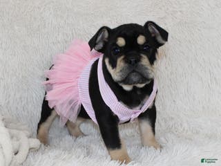 English Bulldog dogs Paris - Ad 27