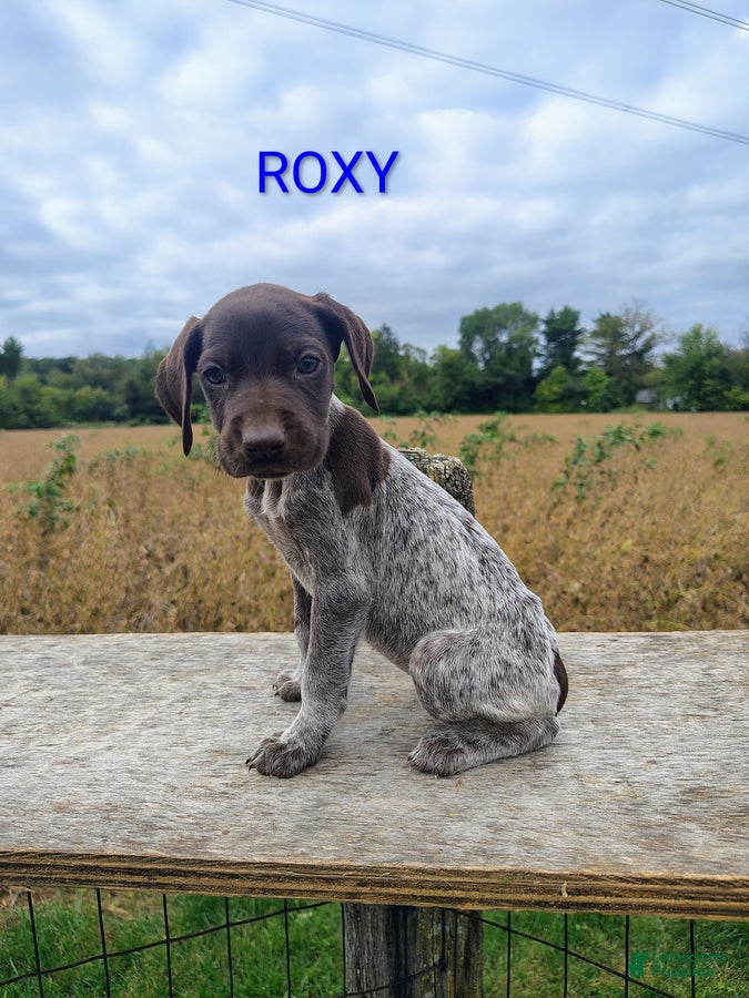 Roxy