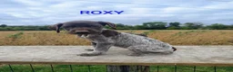 German Shorthaired Pointer dogs for sale: Roxy - Ad 1