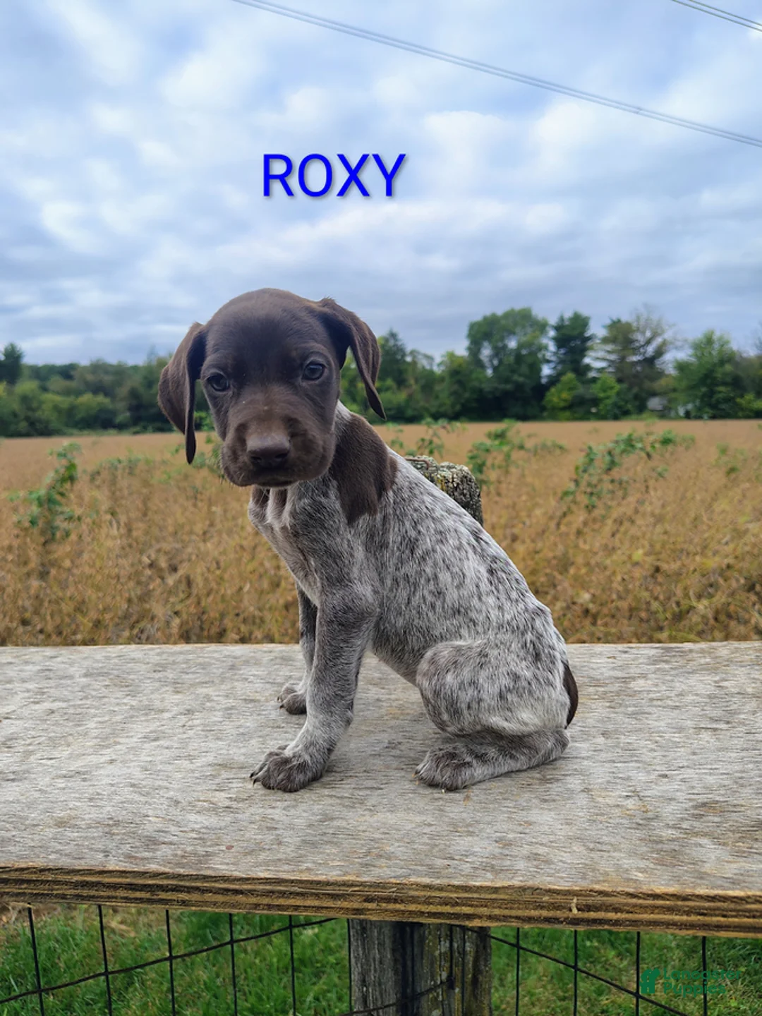 German Shorthaired Pointer dogs for sale: Roxy - Ad 1