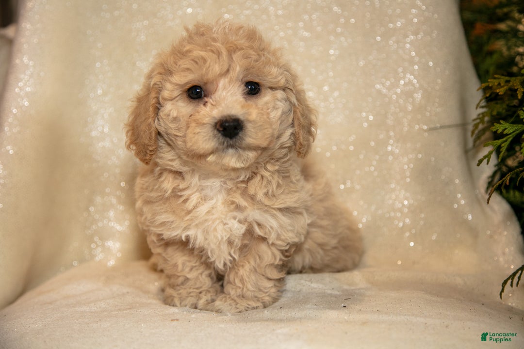 Bichpoo dogs for sale: Rosie - Ad 3