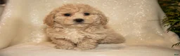 Bichpoo dogs for sale: Rosie - Ad 3