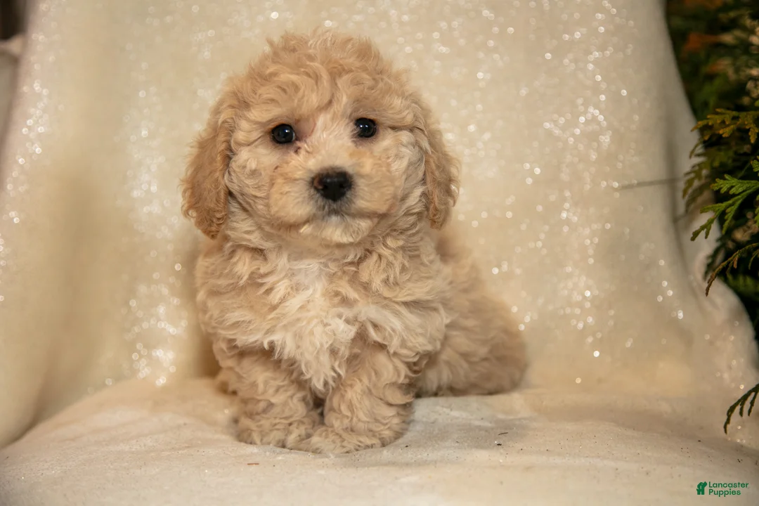 Bichpoo dogs for sale: Rosie - Ad 3
