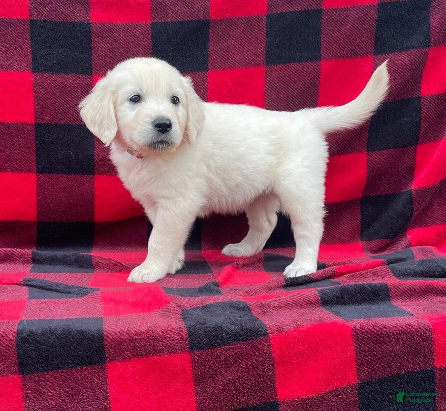 Golden Retriever dogs Freya - Ad 1