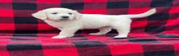 Golden Retriever dogs for sale: Freya - Ad 1