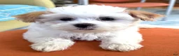Maltipoo dogs for sale: Maltipoo 1 - Ad 9