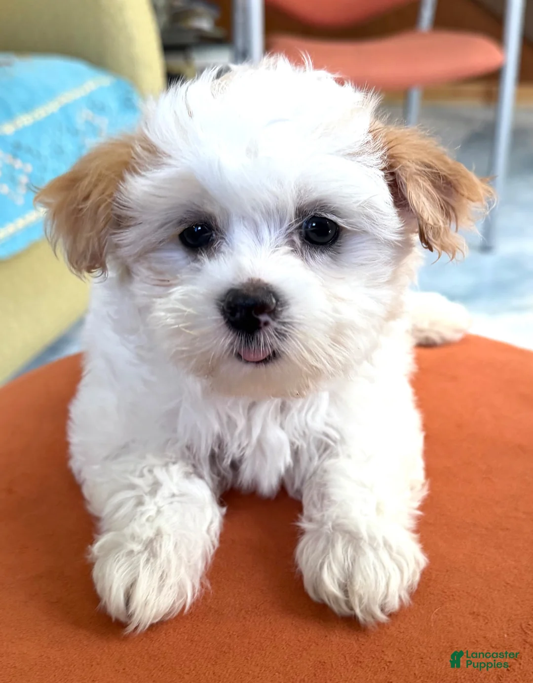 Maltipoo dogs for sale: Maltipoo 1 - Ad 9