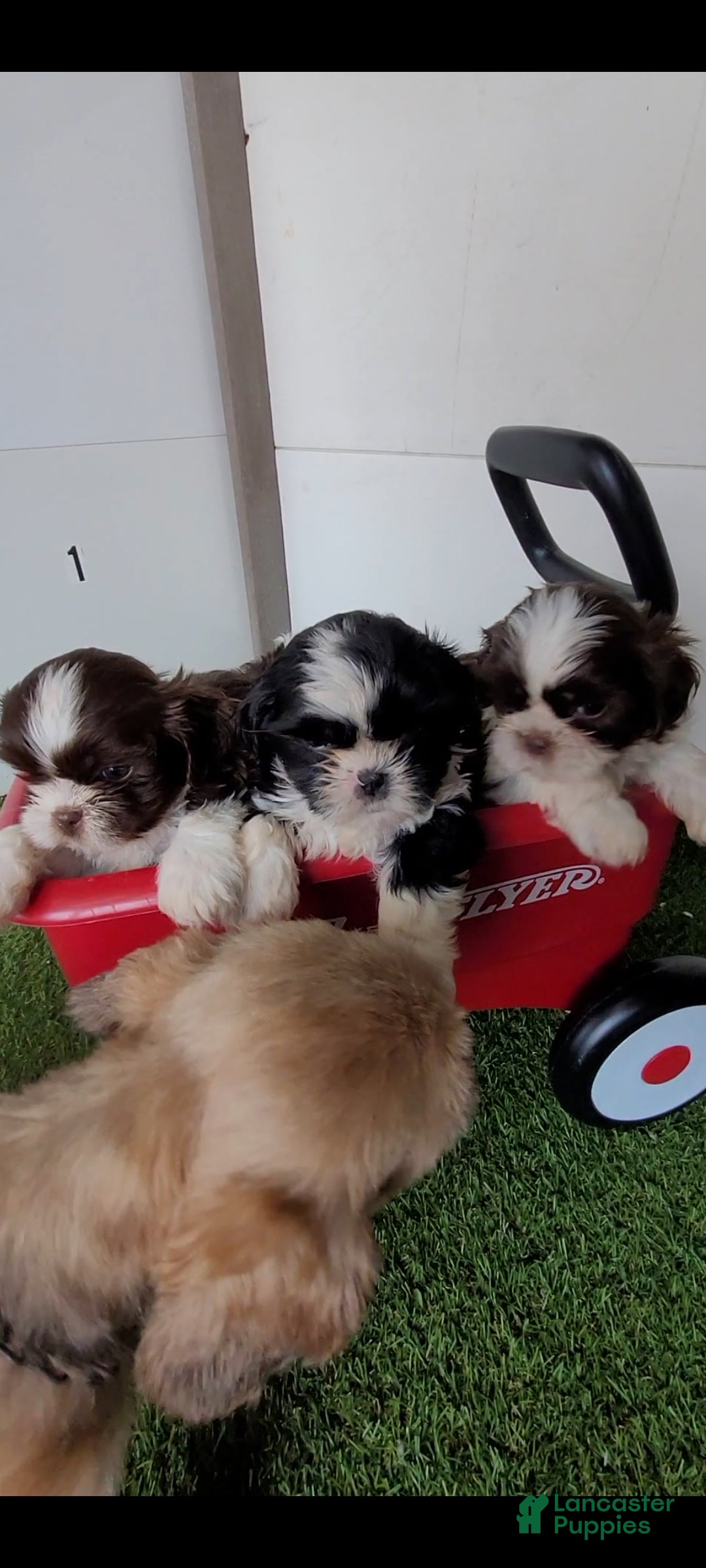 Shih Tzu dogs Pecan - Ad 2