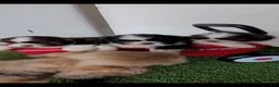 Shih Tzu dogs for sale: Pecan - Ad 2