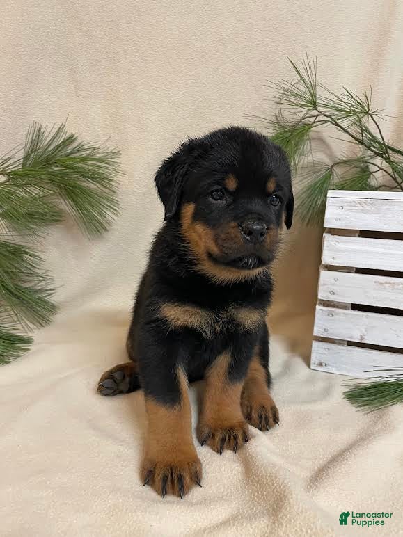 Rottweiler dogs Mr Green - Ad 17