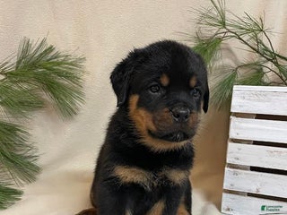 Rottweiler dogs Mr Green - Ad 17