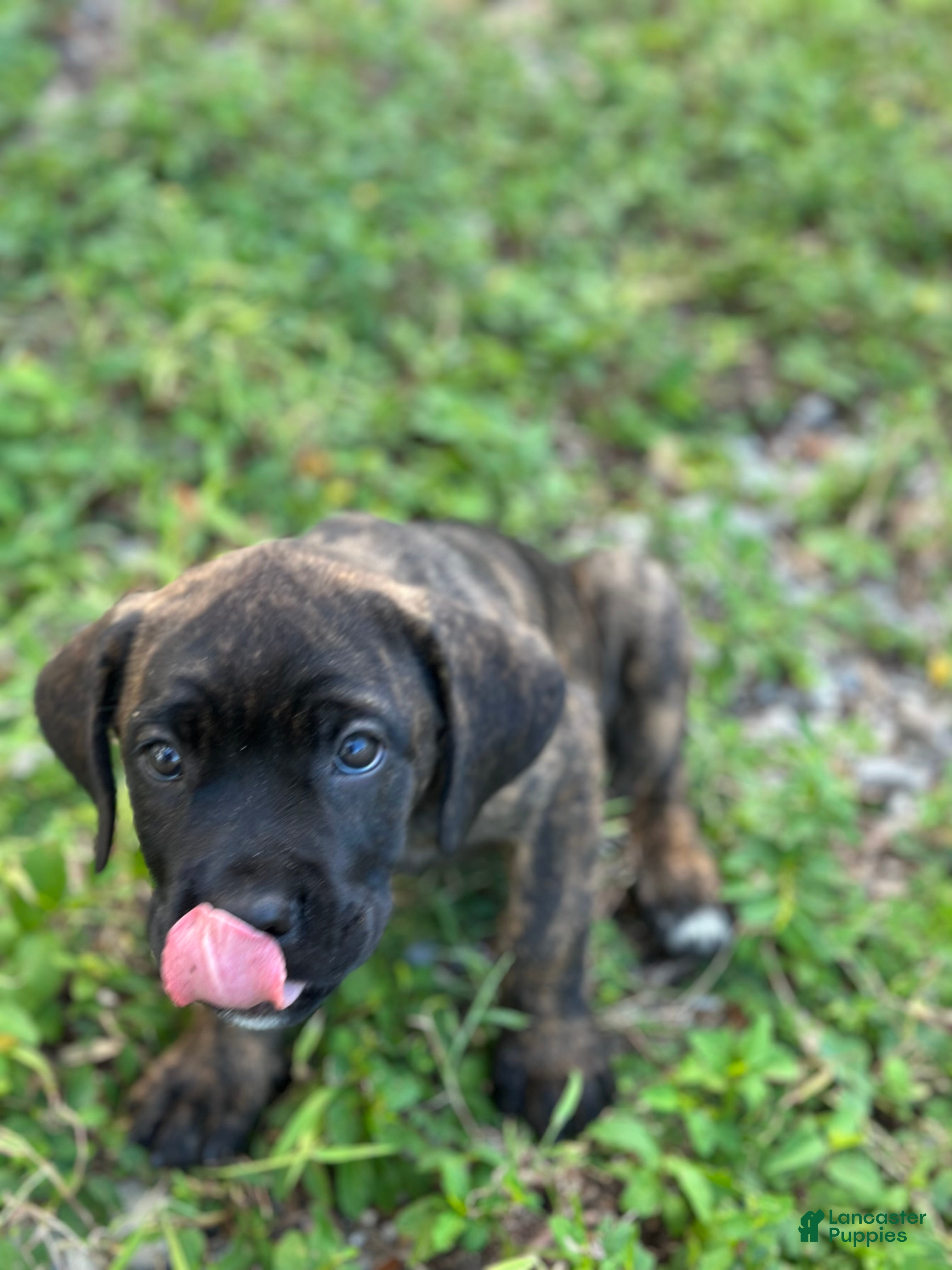Cane Corso dogs  Bonnie black brindle - Ad 2