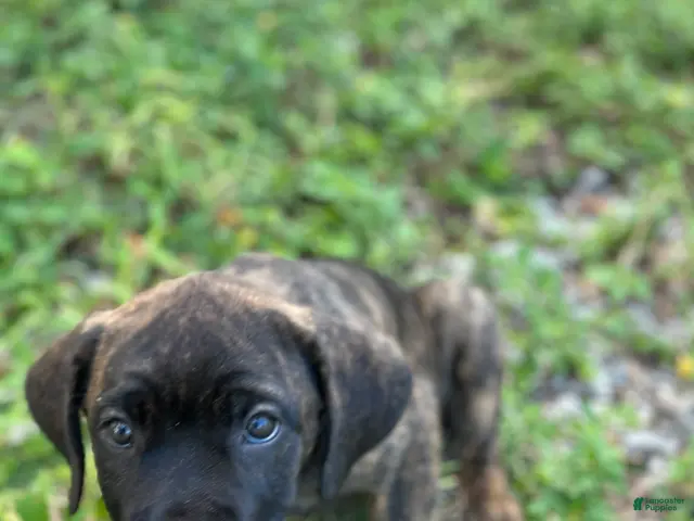 Cane Corso dogs Bonnie black brindle - Ad 2