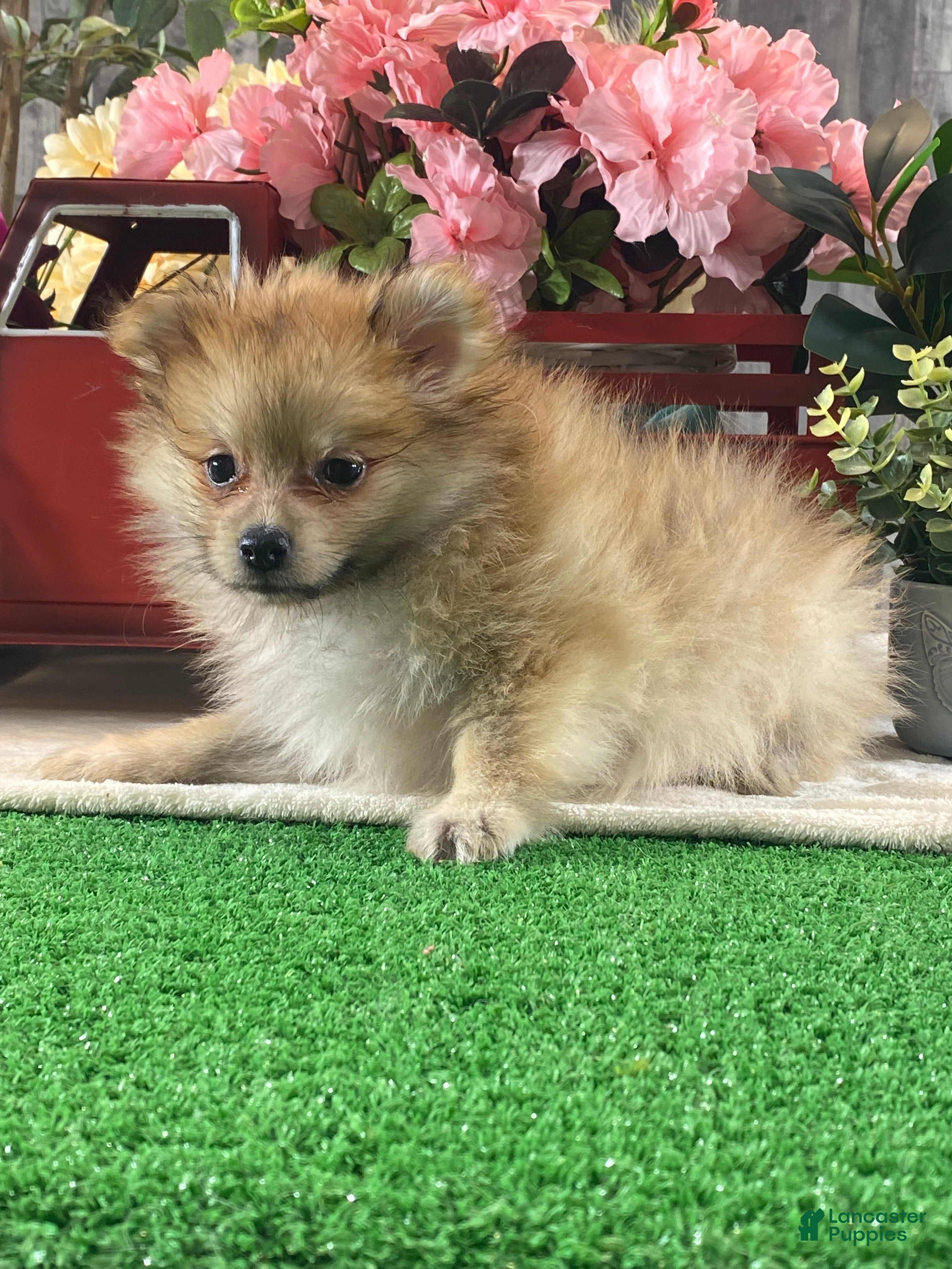 Pomeranian dogs Paddy - Ad 33