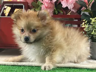 Pomeranian dogs Paddy - Ad 33
