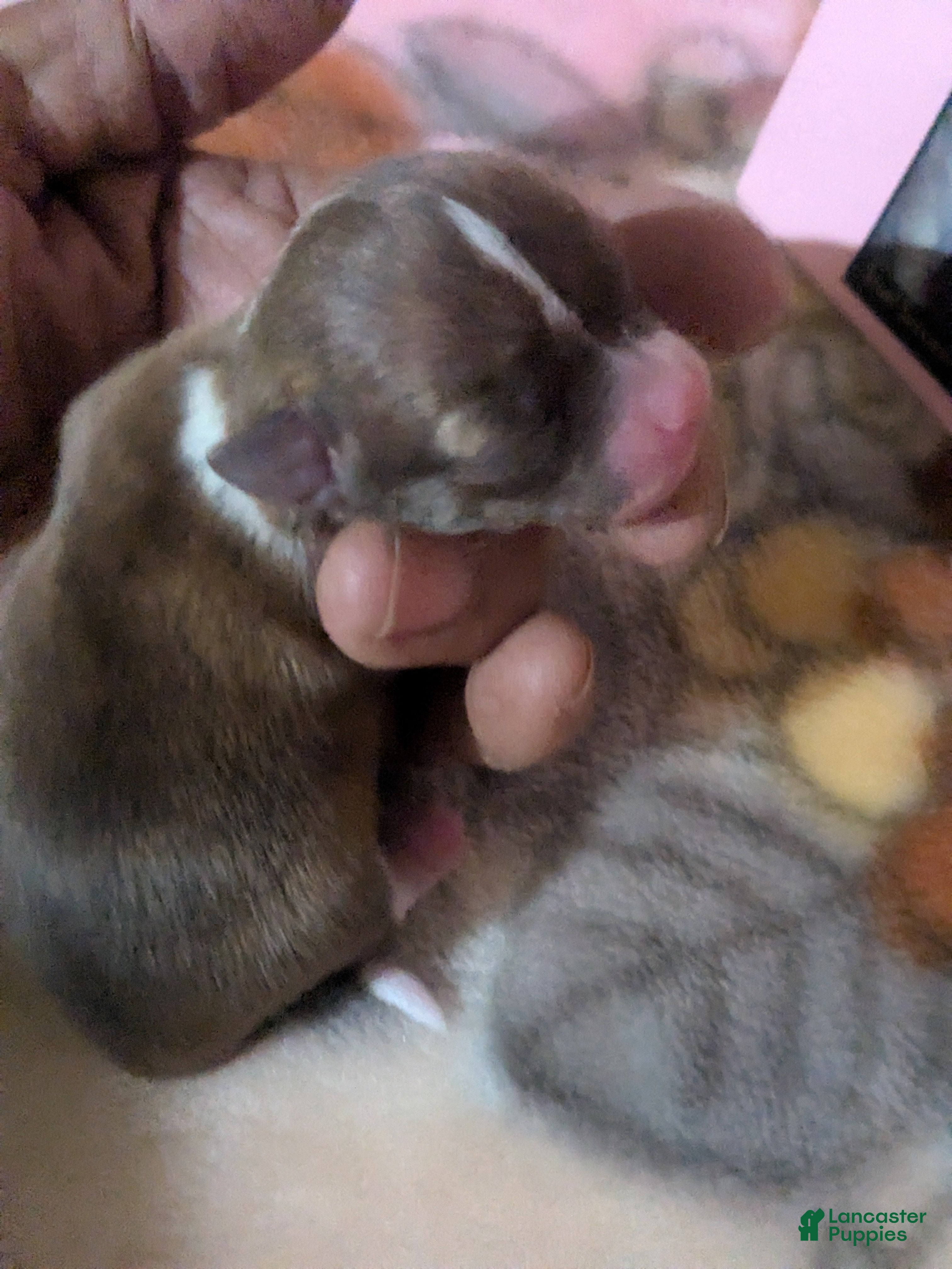 Chihuahua dogs for sale: Cookie   - Ad 4