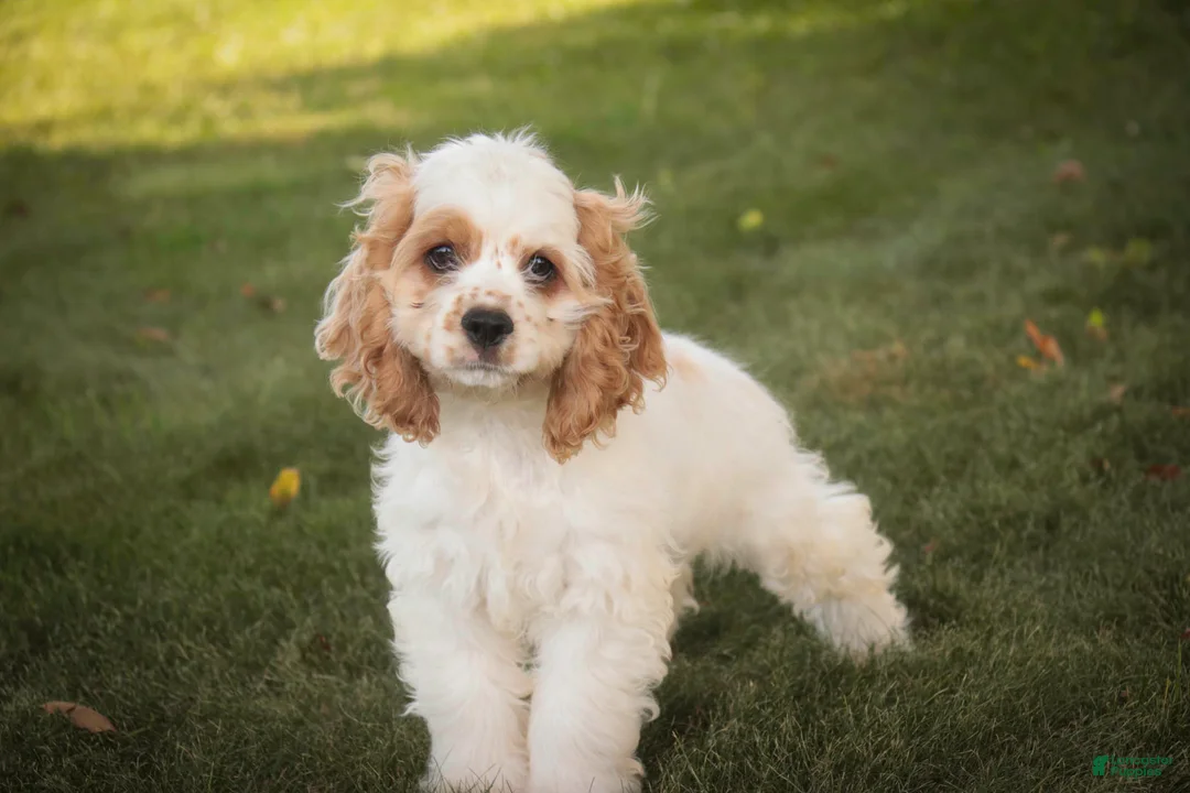Cocker Spaniel dogs for sale: Ash Cocker Spaniel  - Ad 1