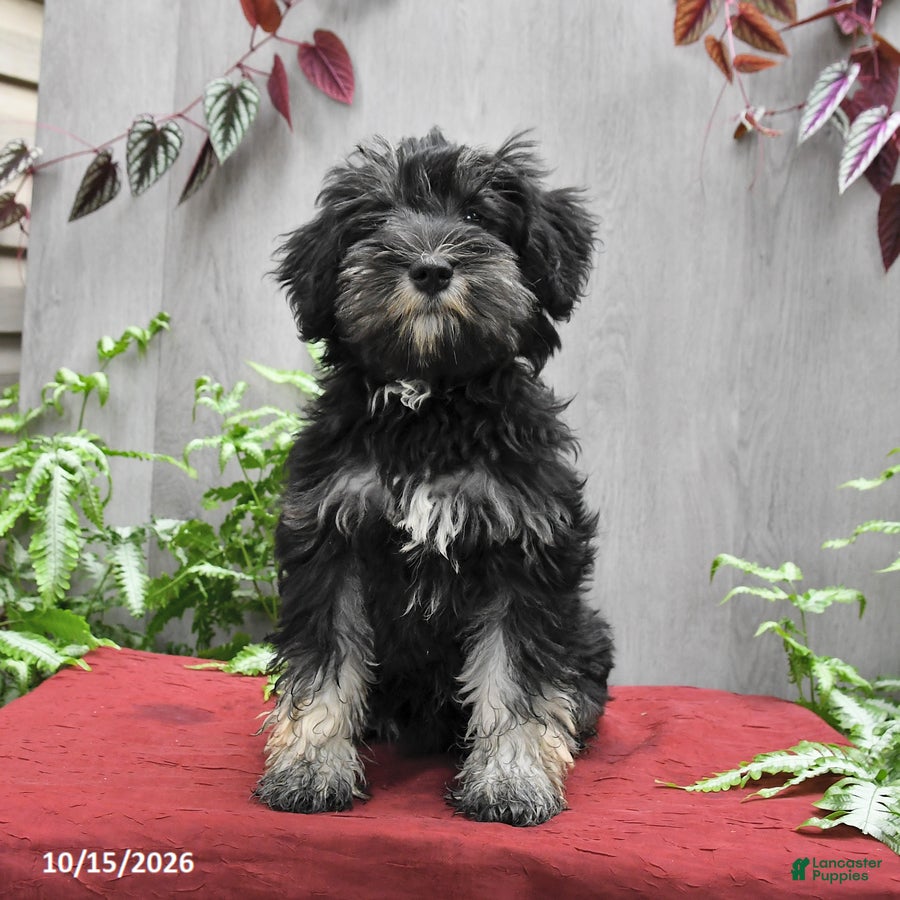 Miniature Schnauzer dogs Perlie - Ad 1