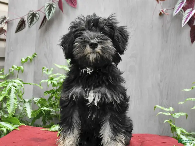 Miniature Schnauzer dogs Perlie - Ad 1