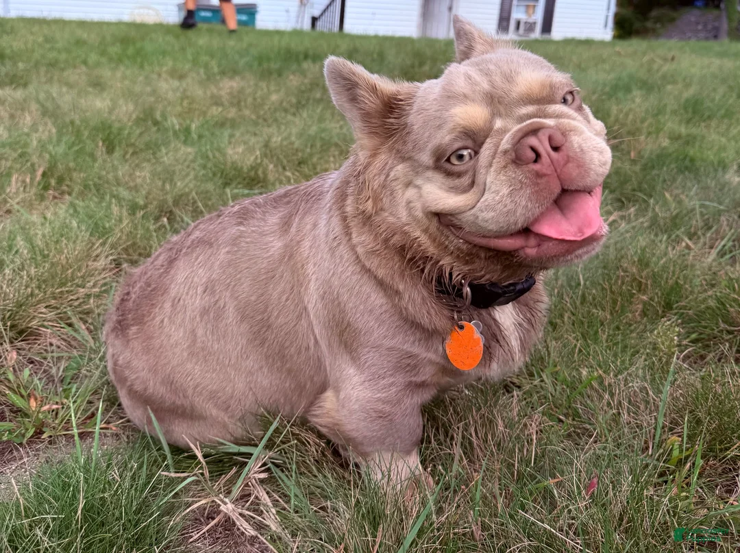French Bulldog dogs for stud: Benito - Ad 3