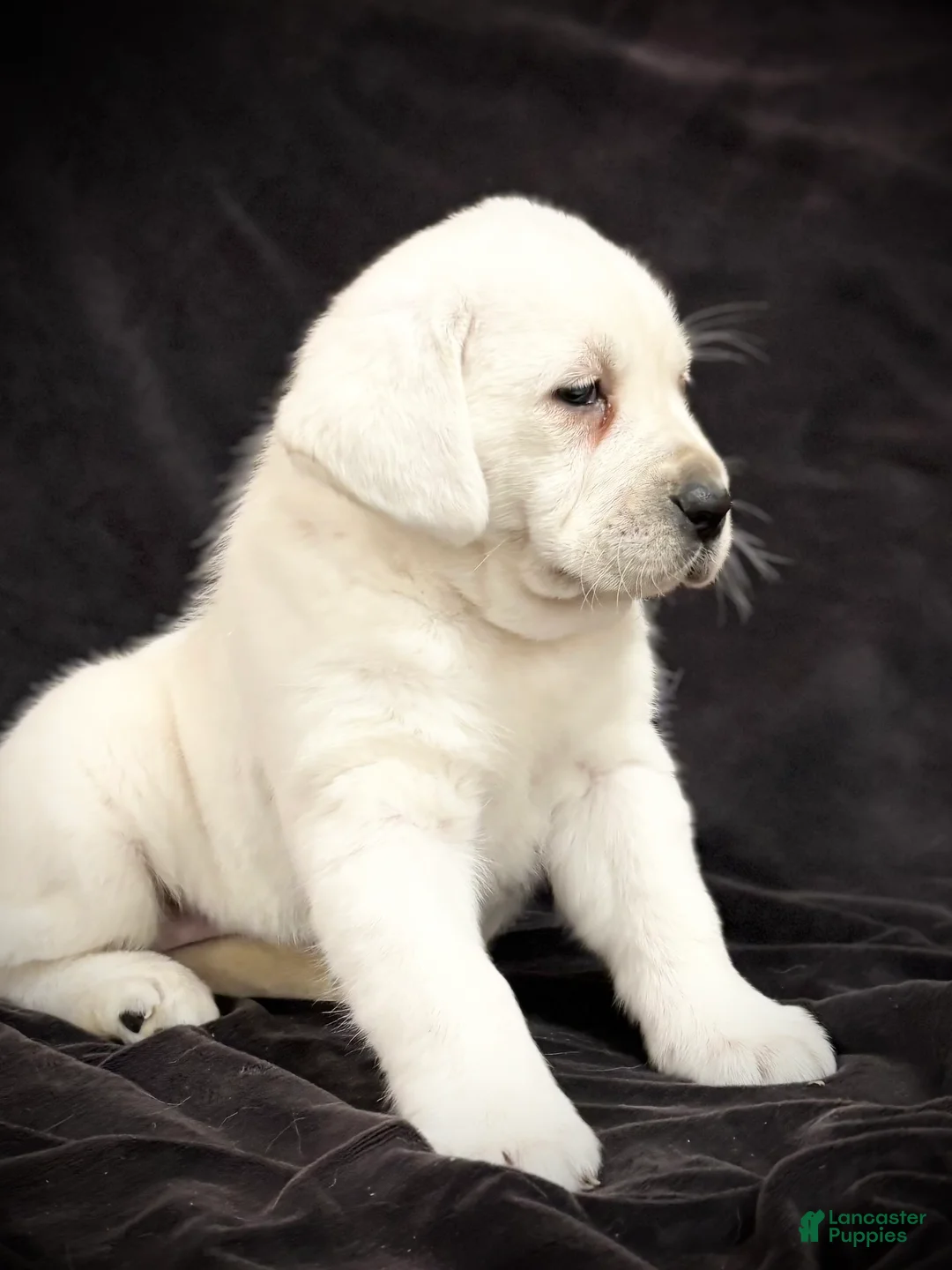 Labrador Retriever dogs for sale: Gemma  - Ad 3