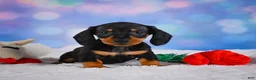 Miniature Dachshund dogs for sale: Ace - Ad 3