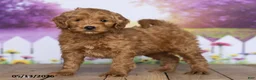 Mini Goldendoodle dogs for sale: Ella - Ad 3