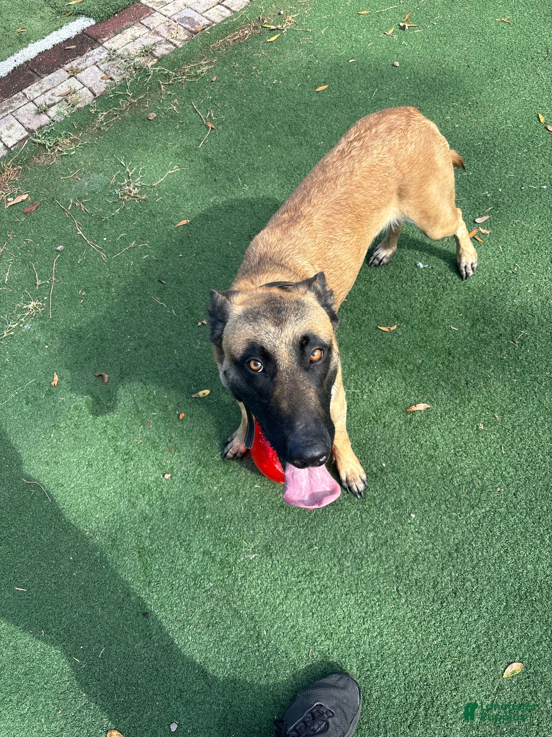Belgian Malinois dogs for sale: Fire 1.5 year old - belgian malinois - Ad 5