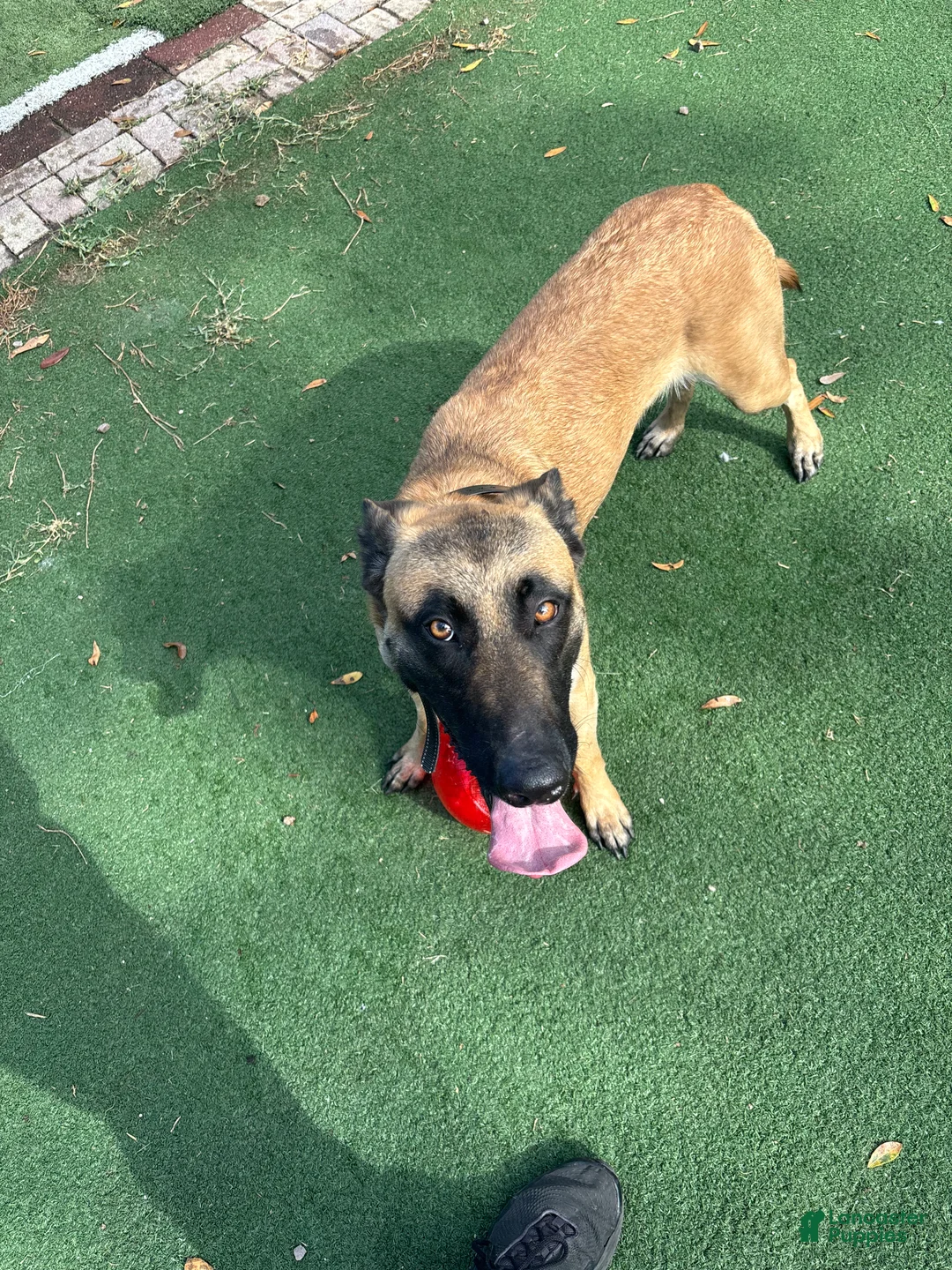 Belgian Malinois dogs for sale: Fire 1.5 year old - belgian malinois - Ad 5