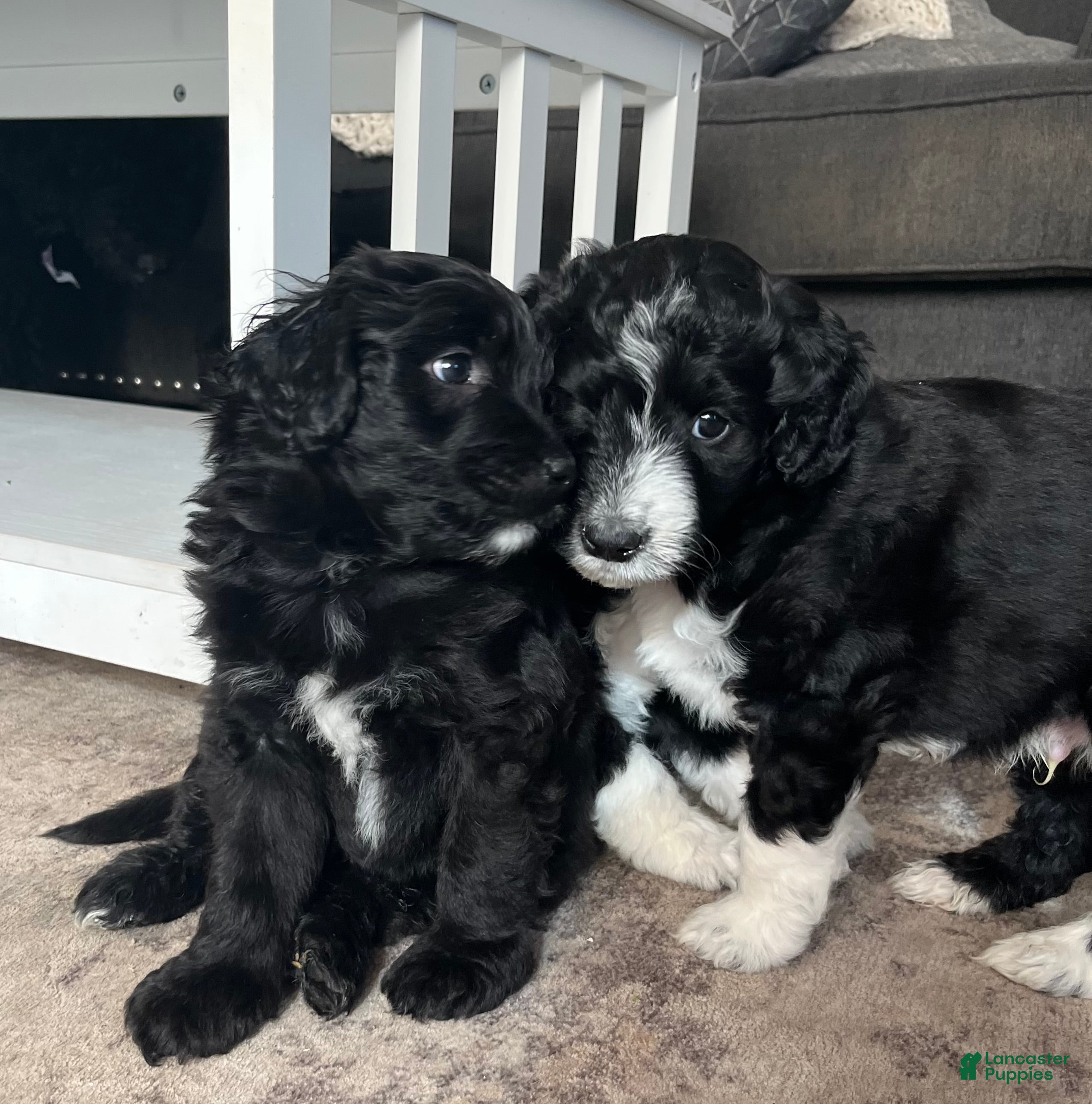 Aussiedoodle dogs tiny - Ad 1