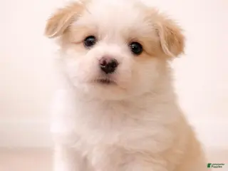 Mixed Breed dogs Ruby - Ad 17