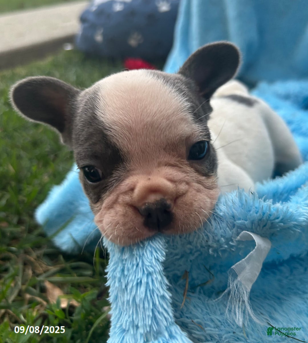 French Bulldog dogs for sale: Bonnie - Ad 19