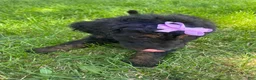 Goldendoodle dogs for sale: Purple  - Ad 3